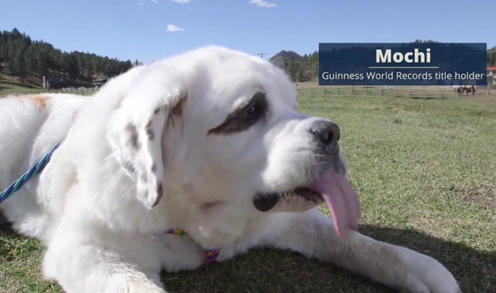 St. Bernard, Mochi, has record-longest tongue for a dog