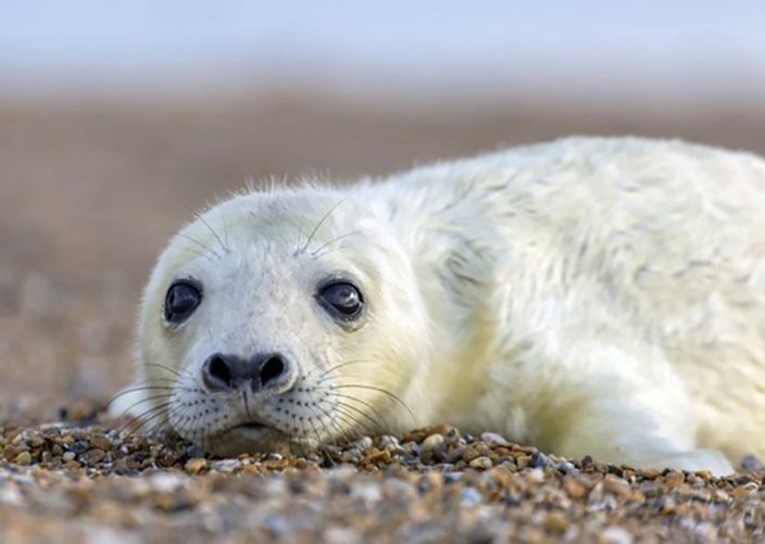 Seals Survive A Scare From Dead Mammals