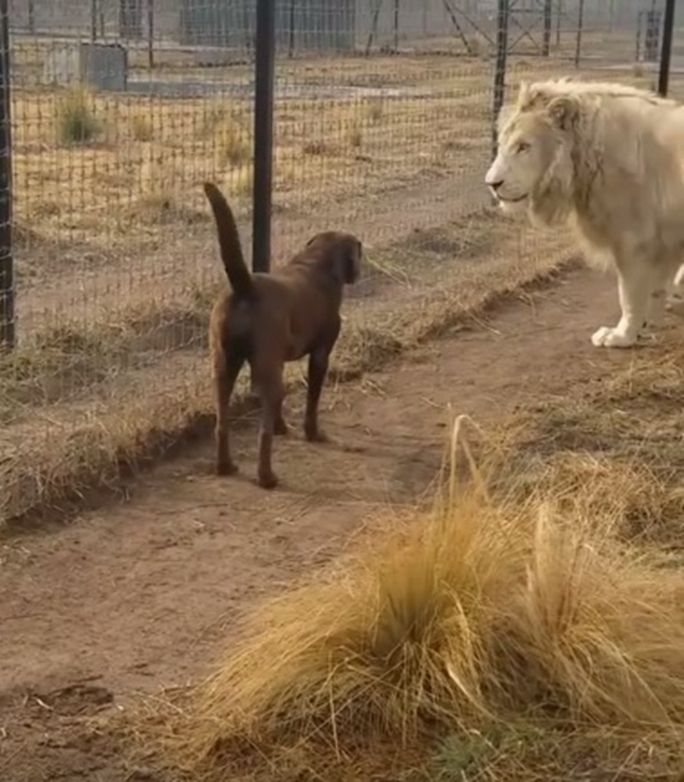 Mighty lion asks friend dog for forgiveness by kissing his 'hand'