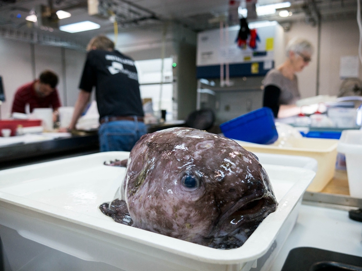 Deep-sea blobfish - PressReader