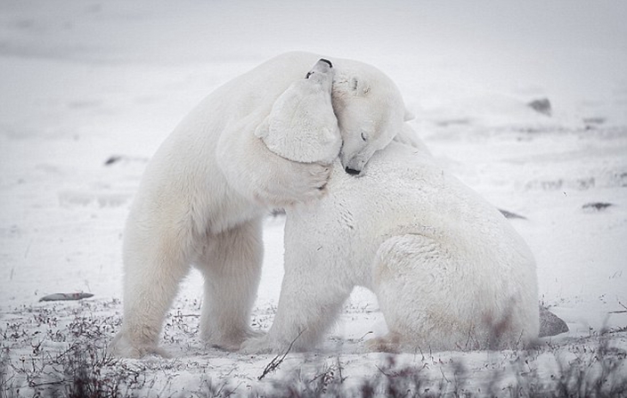 polar bears cuddling