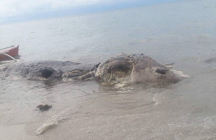 Mysterious giant beast washes up on an island, decaying and smelly ...