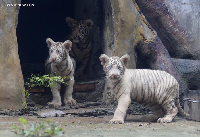 Tiger triplets meet public at Jinan Zoo | FunFeed