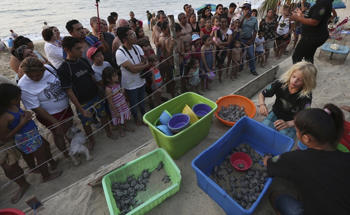 Activists in Mexico protect, release sea turtle hatchlings | News