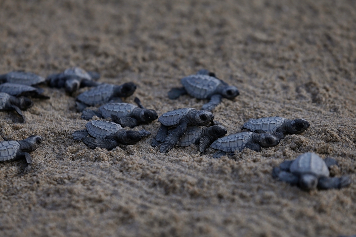 Activists in Mexico protect, release sea turtle hatchlings | News