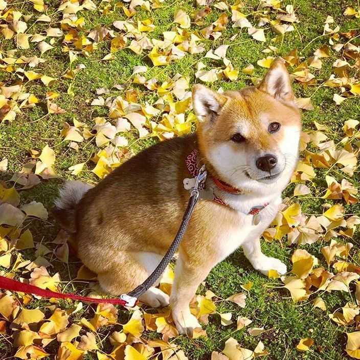 Sweet smile and lovely ears! Shiba Inu welcome the owner home with his ...