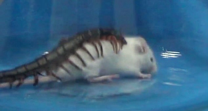 Grisly video captures centipede kills mice in few minutes using its ...