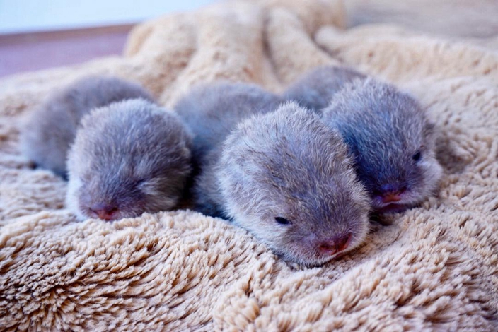 Can you resist the adorable otters babies? | FunFeed