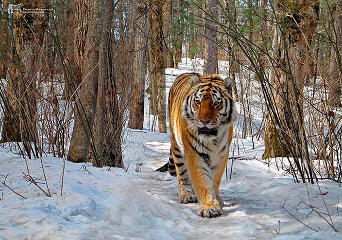 Siberian Tiger seeks humans' help in village after suffering painful ...