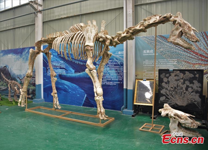 Giant fossil of Paraceratherium restored in China | News