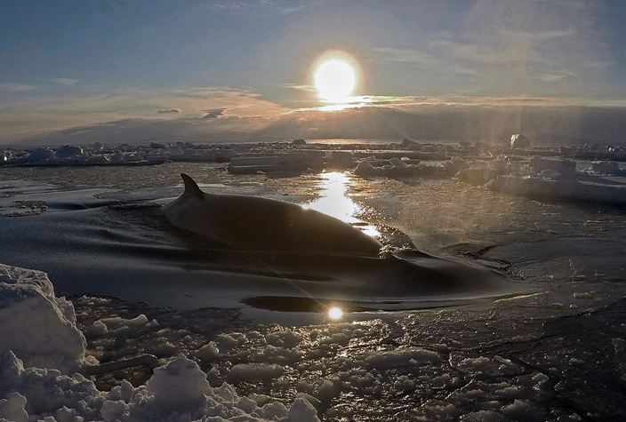 Researcher Captures Striking Antarctic Video Of Minke Whale | News