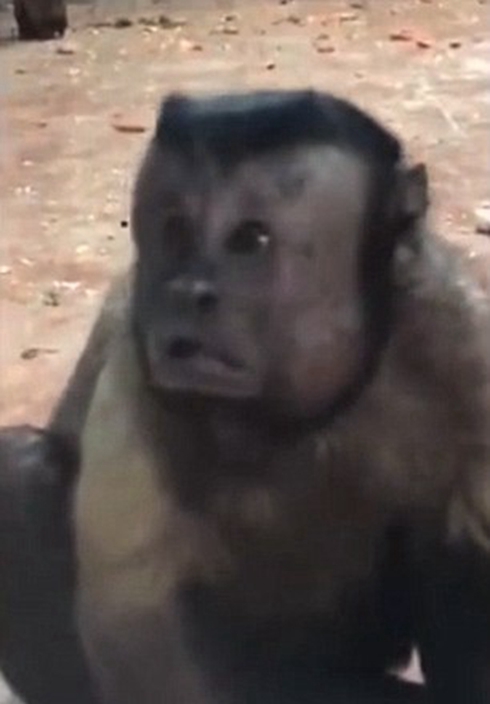 Video of zoo monkey with wried human face is posted online and goes ...