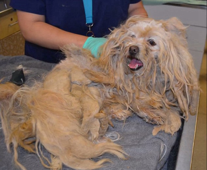 Neglected Dog Full Of Maggots On Its Body Claimed Dead By Owner Not Has 