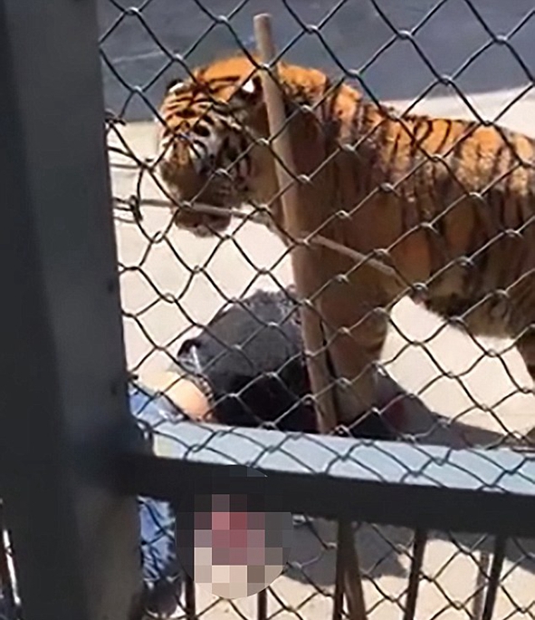 Domesticated Tiger Attacks Zookeeper To Death In Chinese Zoo News