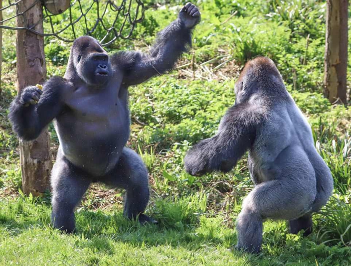 Gorillas do boxing on Safari Park to show real Rumble in the Jungle ...