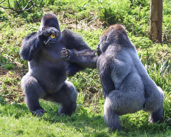 Gorillas do boxing on Safari Park to show real Rumble in the Jungle ...