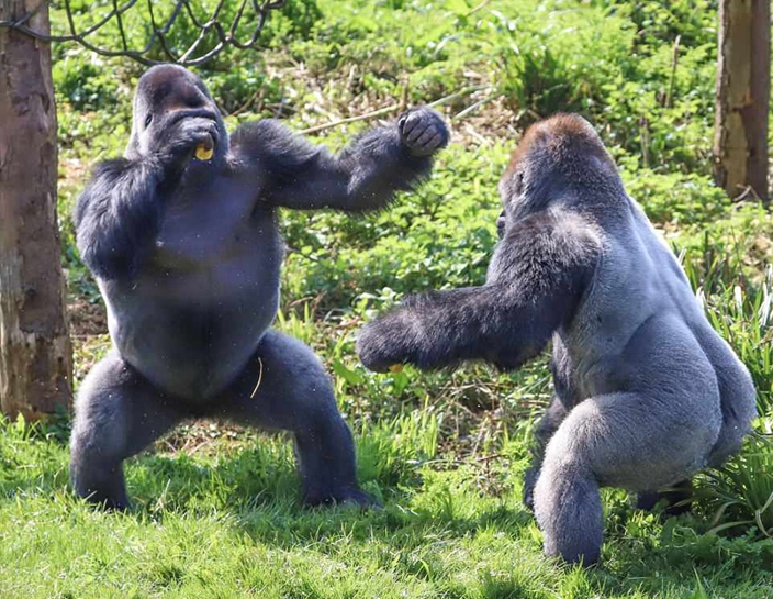 Gorillas do boxing on Safari Park to show real Rumble in the Jungle ...