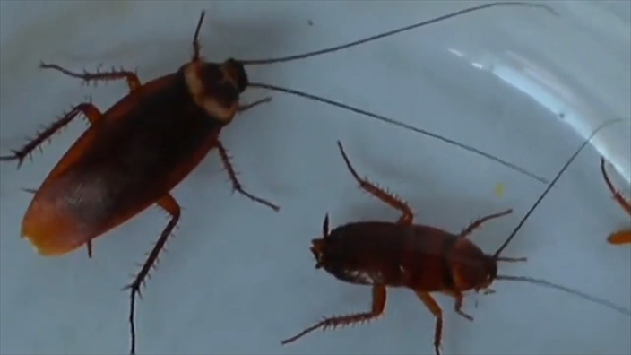 World’s biggest cockroach farm breeds 6 BILLION insects for medicine ...