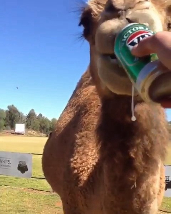 Bold Australian Alcoholic Camel Caught Drinking Full Can Of Beer In Front Of Camera FunFeed