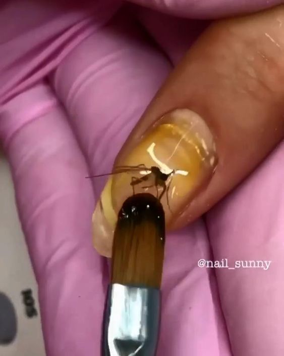Deadly Nails salon uses snake skin butterfly wings and dead scorpions in  manicures  Daily Mail Online