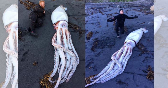 4.2-meter giant squid washed ashore Wellington beach shocks divers ...