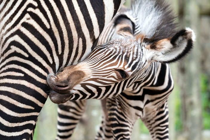 Meet the newborn zebra foal who is boosting her endangered species