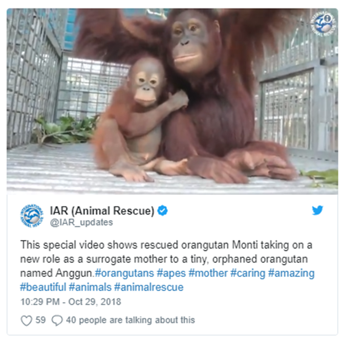 Mother and Baby Orangutan Release [4K], Borneo Wildlife Warriors, S02E06