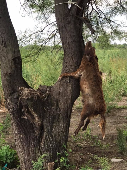 Passersby find seven dead dogs, two pregnant hanging from tree in park