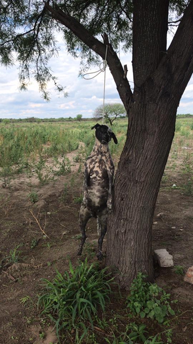 Passersby find seven dead dogs, two pregnant hanging from tree in park