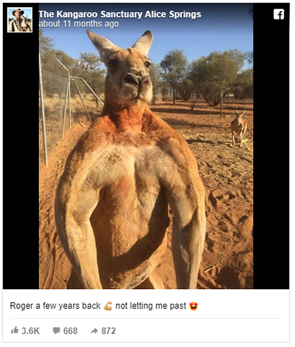 buff kangaroo meme - lansmanmedia.com.