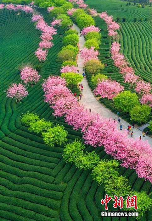 Cherry blossoms in Fujian tea plantation | China