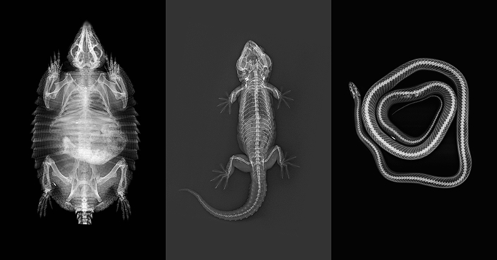 Striking X-ray pictures show inner workings of London Zoo animals ...