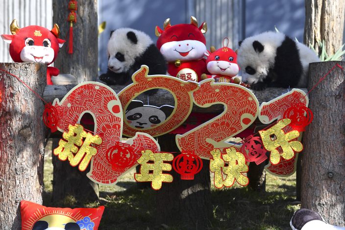 china-reserve-shows-off-10-panda-cubs-to-mark-lunar-new-year-news