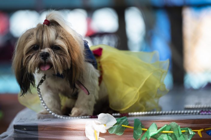 Dogs in costumes take over at Rio Carnival street party