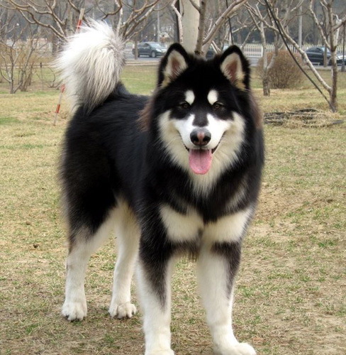 10大最適合新手飼養的狗狗 七 阿拉斯加雪橇犬 生活事