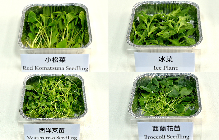 冰菜小松菜聽過未 水耕研發4新菜苗有得食 香港事