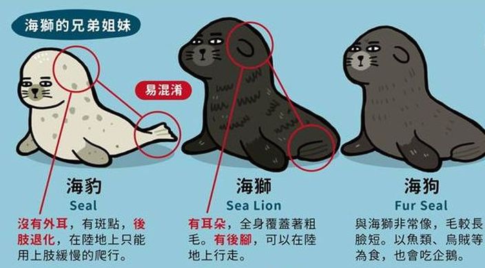 海狮海豹海狗傻傻分不清 一张图帮到你