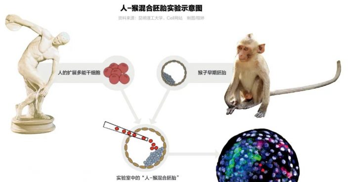 人 猴混合胚胎 意味着什么