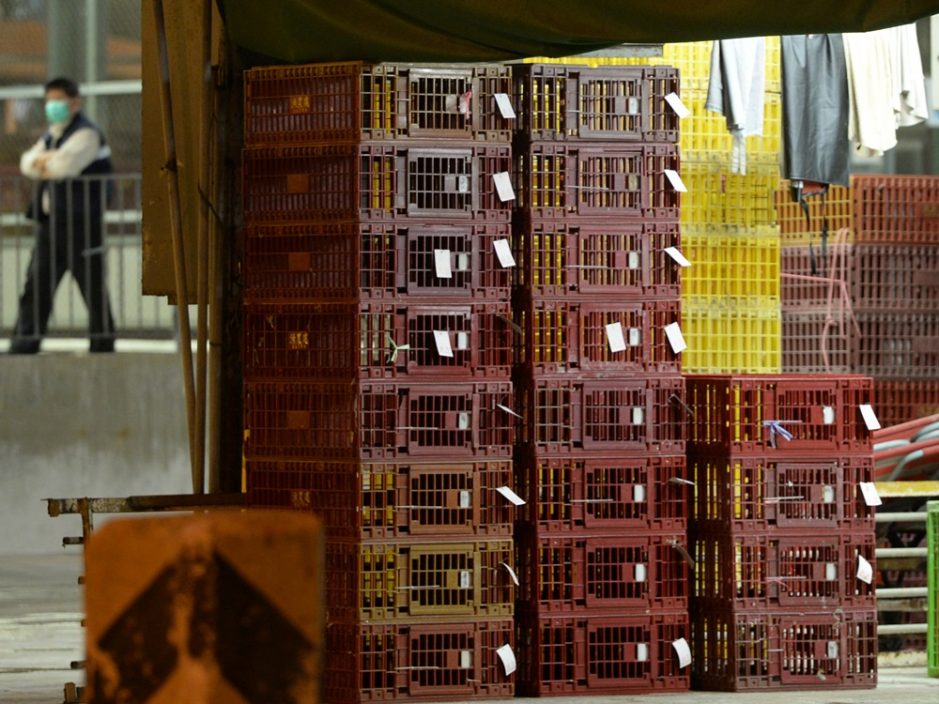 越南高平省爆发禽流感 暂停进口禽肉及禽类产品