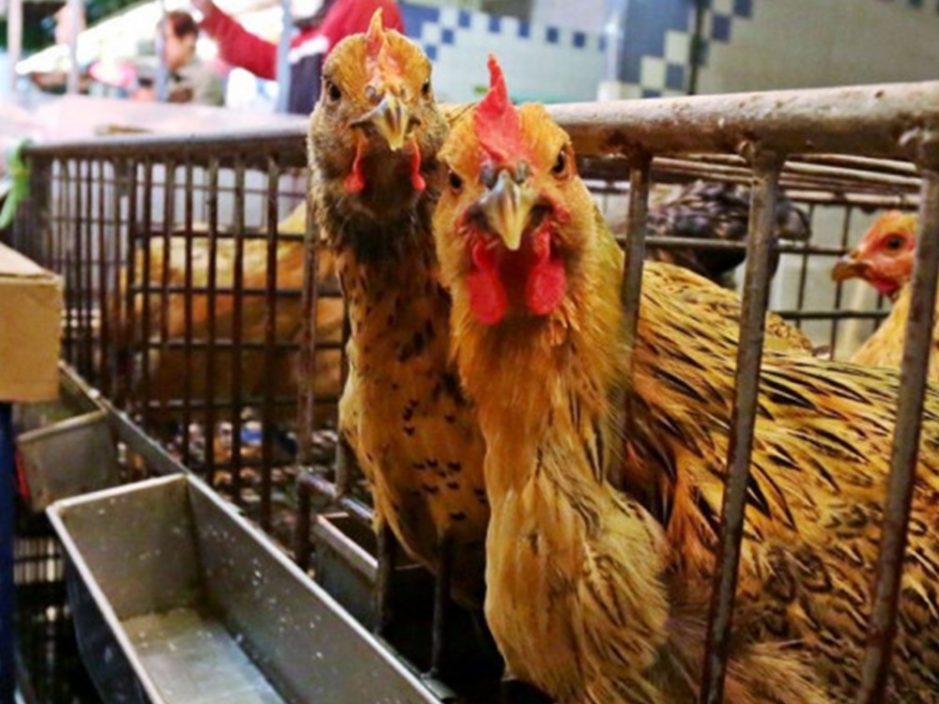 丹麦森讷堡市爆H5N8禽流感 禽肉及禽类产品暂停进口